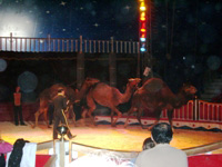 san pedro circus