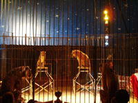 san pedro circus