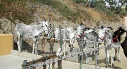 andaluz donkeys