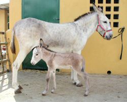 andaluz donkeys