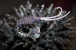 Stephen Webster brooch