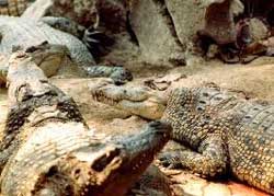 Crocodile Park Torremolinos