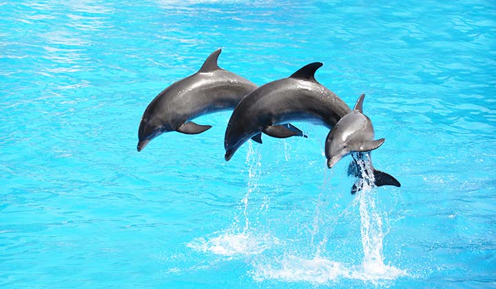 Dolphins park - Selwo Marina